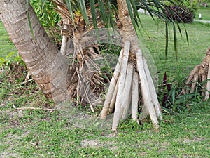 Roots tree on graden