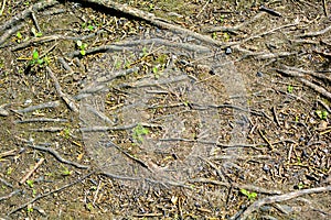 Roots of tree in ground with sparse green grass, small fragments of branches