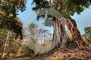 The roots of a tree hold up what remains of a temple in Cambodia on the right side and trees on the left