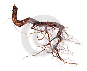 Roots tree isolated