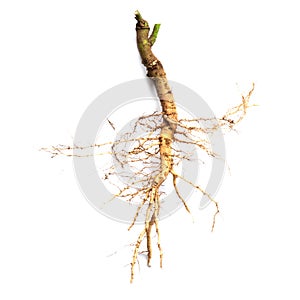 Roots of tree isolated on white background