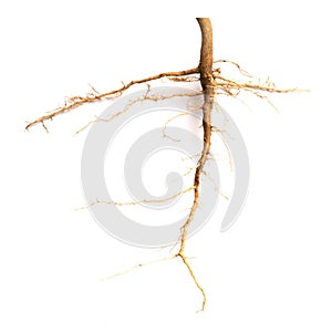 Roots of tree isolated on white background