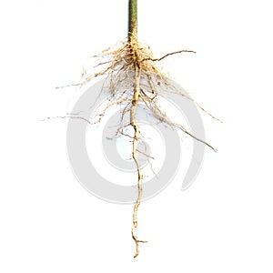 Roots of tree isolated on white background