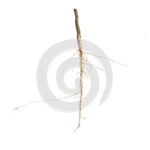Roots of tree isolated on white background