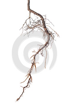 roots of tree is isolated on white background