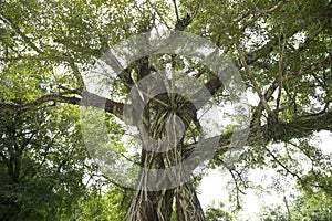 Roots of a tree isolated on white background