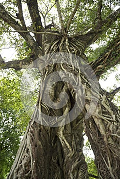 Roots of a tree isolated on white background