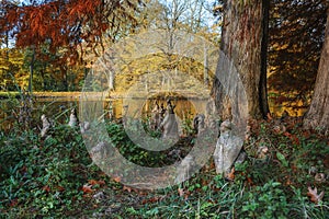 The roots of the tree at its foot.