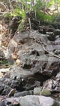 Roots of a tree in a jungle trek. Amazingtrek