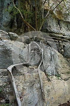 The roots of the tree are on a large rock.