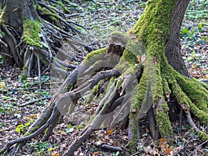 Roots of tree overgrown with moss during autumn in German forest