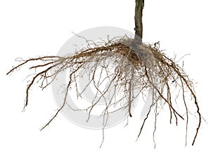 Roots of tree or plant isolated
