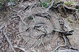 The roots of the tree protrude from the ground photo