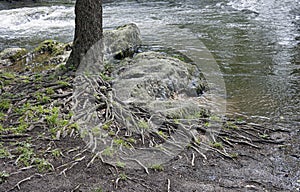The roots of a tree rise above the ground next to a river