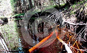 The roots of the tree in the river