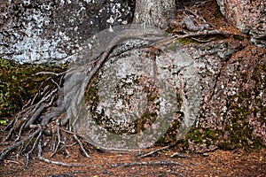 The roots of the old tree on the slope of the rock