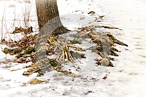 roots of a tree in the snow