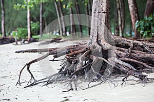 Roots of tree standing dead because erode by seawater