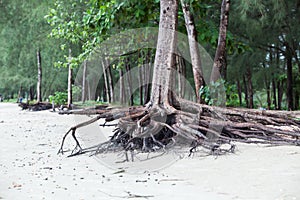 Roots of tree standing dead because erode by seawater