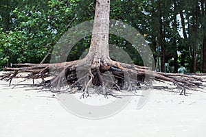 Roots of tree standing dead because erode by seawater photo