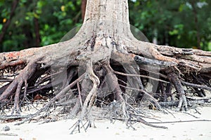 Roots of tree standing dead because erode by seawater on beach.