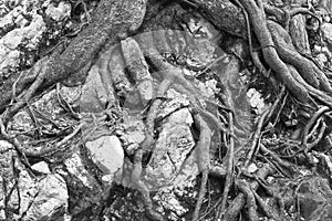 Roots of a tree on the surface of the ground, Cerna Mountains, Romania.