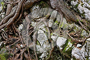 Roots of a tree on the surface of the ground, Cerna Mountains, Romania. photo