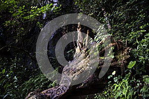 The roots of a tree torn from the ground on a mountainside in the jungle on the island of Sri Lanka