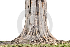 Roots of tree and trunk isolated on white background