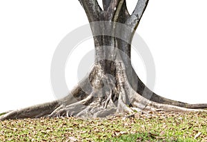 Roots of tree and trunk isolated on white background