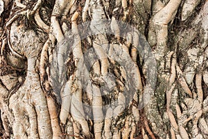 The roots of the tree were for a long time