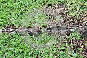 The roots of the tree were for a long time