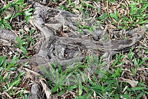 The roots of the tree were for a long time