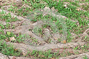 The roots of the tree were for a long time