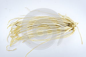 Roots of tree on white background