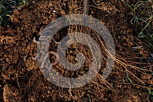 Roots of tree and worms on soil.