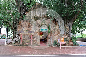 The roots of the trees that cover the old temple walls, Unseen, Thailand. Buddha image, nameplate Sai â€‹â€‹Temple