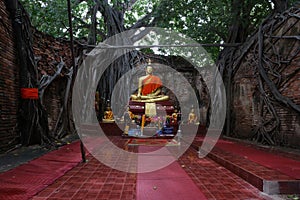 The roots of the trees that cover the old temple walls, Unseen, Thailand. Buddha image, nameplate Sai â€‹â€‹Temple