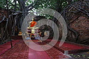 The roots of the trees that cover the old temple walls, Unseen, Thailand. Buddha image, nameplate Sai â€‹â€‹Temple