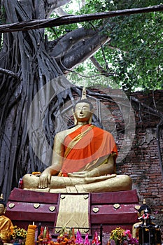 The roots of the trees that cover the old temple walls, Unseen, Thailand. Buddha image, nameplate Sai â€‹â€‹Temple