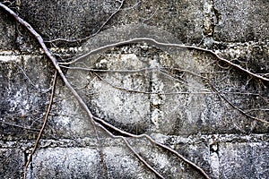 The roots of the trees covered brick wall.