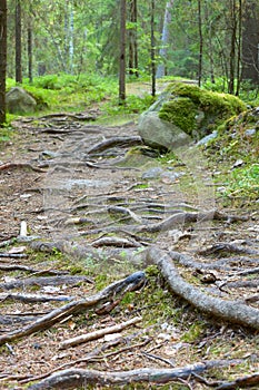 Roots of trees in the Finland forest.