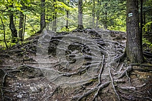 Roots of trees in forest, Little Fatra, Slovakia, springtime scene