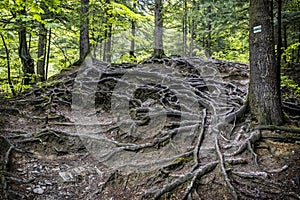 Korene stromov v lese, Malá Fatra, Slovensko, jarná scéna