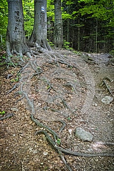 Roots of trees in forest, Vihorlat mountains, Slovakia, summer scene