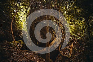 The roots of the trees in the jungle. Nature rain forest. Tropical Rainforest Landscape. Malaysia, Borneo, Sabah