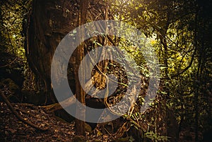 The roots of the trees in the jungle. Nature rain forest. Tropical Rainforest Landscape. Malaysia, Borneo, Sabah