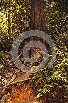 The roots of the trees in the jungle. Nature rain forest. Tropical Rainforest Landscape. Malaysia, Borneo, Sabah