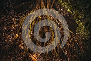 The roots of the trees in the jungle. Nature rain forest. Tropical Rainforest Landscape. Malaysia, Borneo, Sabah