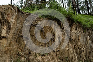 Roots of trees showing under the soil in a hill area